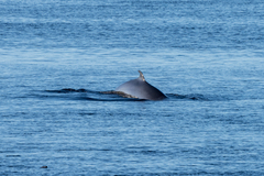 Balaenoptera acutorostrata