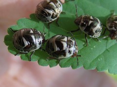 Orsilochides stictica