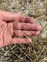 Schedonnardus paniculatus