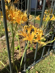 Lycoris aurea