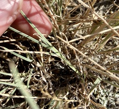 Schedonnardus paniculatus