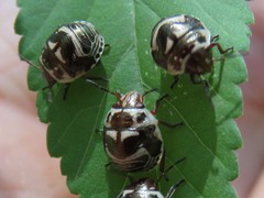 Orsilochides stictica