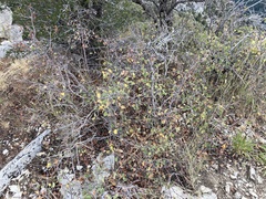 Amelanchier utahensis