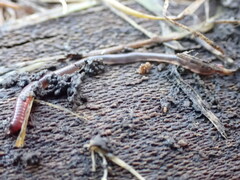 Lumbricus terrestris
