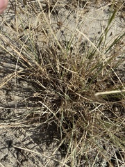 Schedonnardus paniculatus