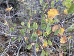 Amelanchier utahensis