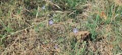 Eriastrum sapphirinum sapphirinum