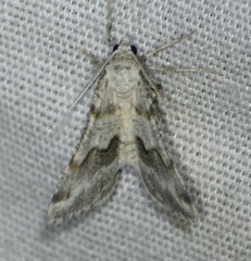 Macaria pallipennata