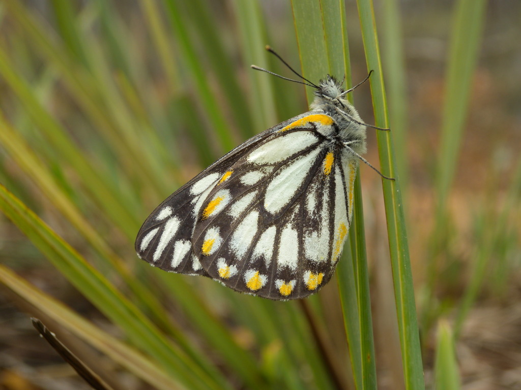 Caper White