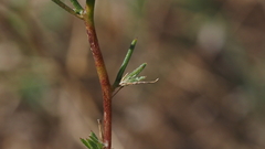 Eriastrum sapphirinum sapphirinum