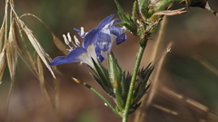 Eriastrum sapphirinum sapphirinum