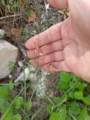Eragrostis minor