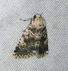 Lacinipolia palilis