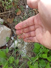 Eragrostis minor
