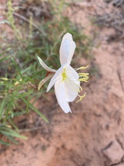 Oenothera pallida