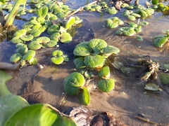 Limnobium laevigatum