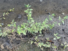 Atriplex prostrata