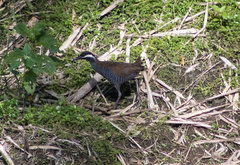 Gallirallus torquatus