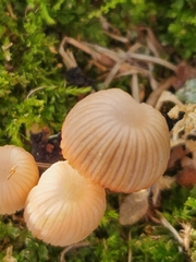 Mycena carmeliana