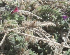 Echium angustifolium