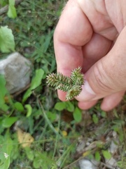 Eleusine tristachya