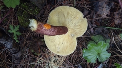 Tricholomopsis rutilans