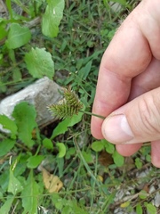 Eleusine tristachya
