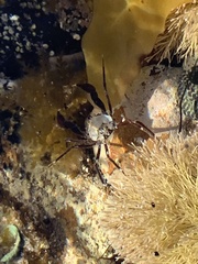Halicarcinus ovatus