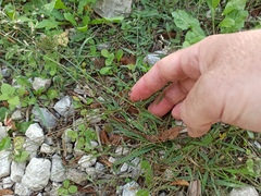 Eleusine tristachya