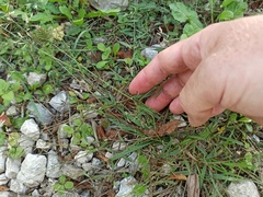 Eleusine tristachya