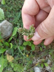Eleusine tristachya