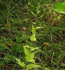 Chenopodiastrum hybridum