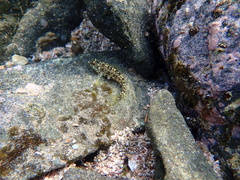 Malacoctenus sudensis