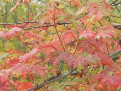 Acer saccharinum