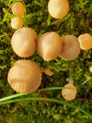 Mycena carmeliana