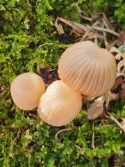 Mycena carmeliana