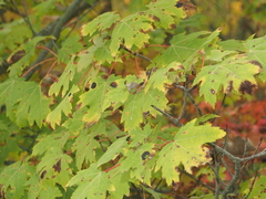 Acer saccharinum
