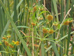Bidens cernua