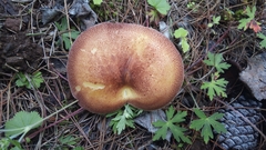 Tricholomopsis rutilans