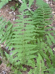 Dennstaedtia punctilobula
