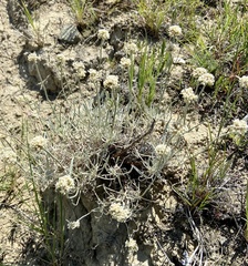 Eriogonum pauciflorum