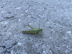 Schistocerca shoshone