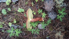 Tricholomopsis rutilans