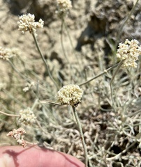 Eriogonum pauciflorum