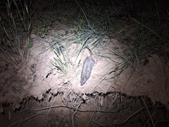 Rattus villosissimus