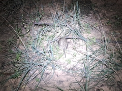 Rattus villosissimus