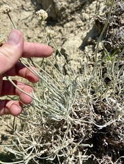 Eriogonum pauciflorum