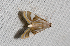 Strepsinoma croesusalis