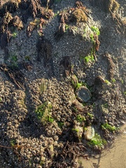 Anthopleura elegantissima