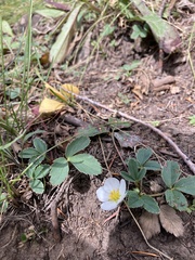 Fragaria virginiana